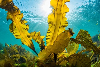 Seaweed as a feedstock for bioLPG
