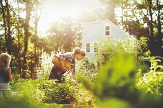 A woman picking vegetables in a garden at the end of the day. A child walking through tall plants.